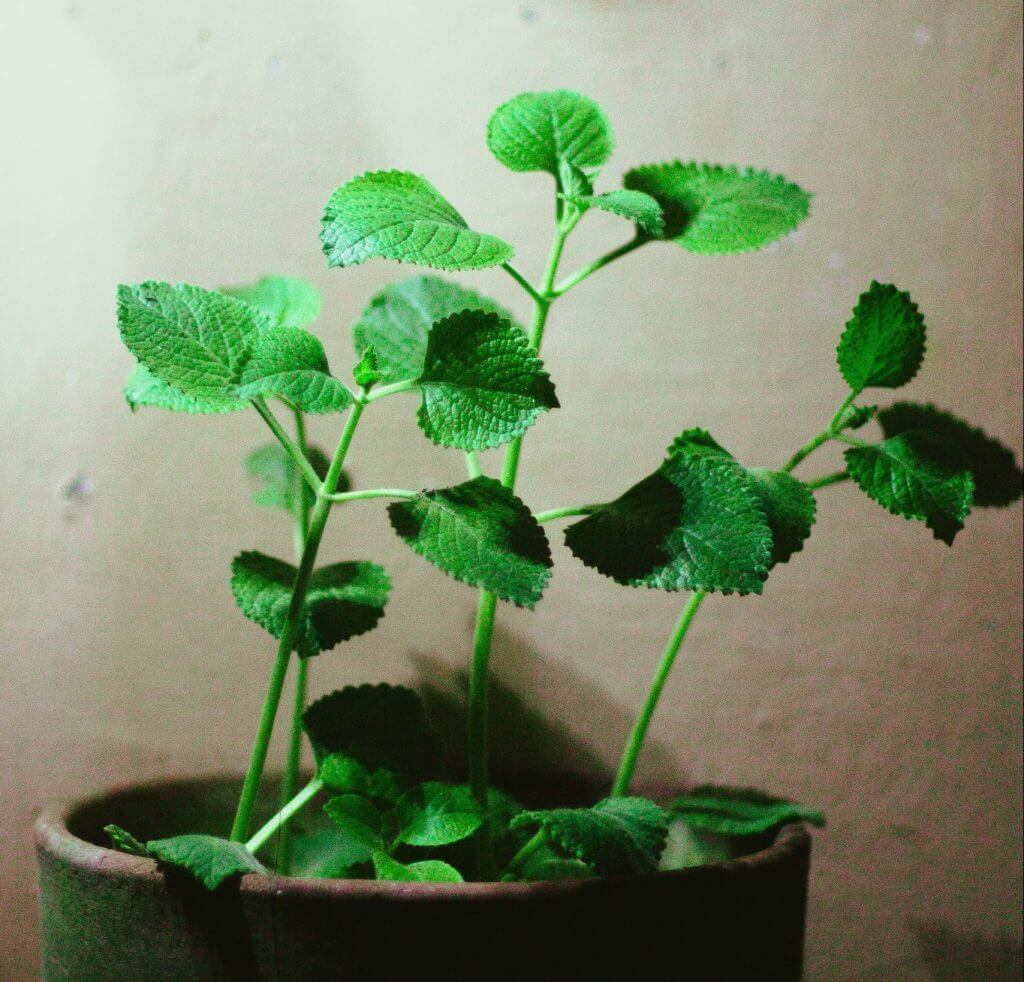 oregano plant in pot