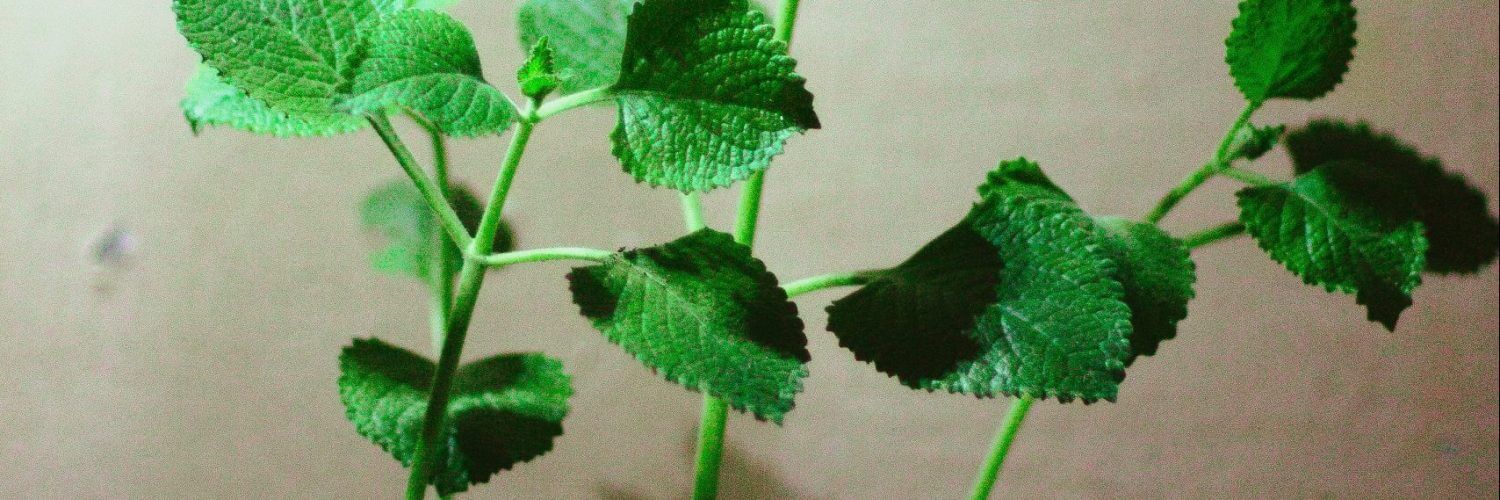 oregano plant in pot