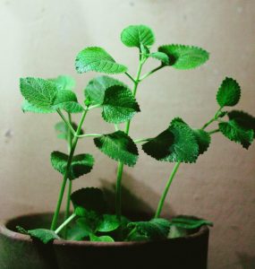 oregano plant in pot