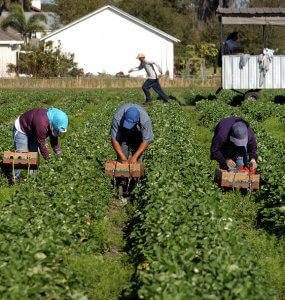 Strawberry Pickers