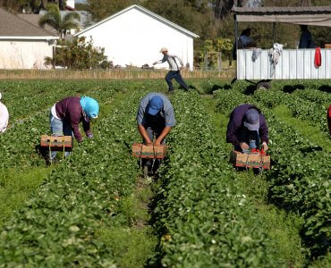 Strawberry Pickers