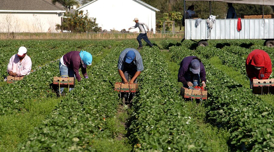 Strawberry Pickers