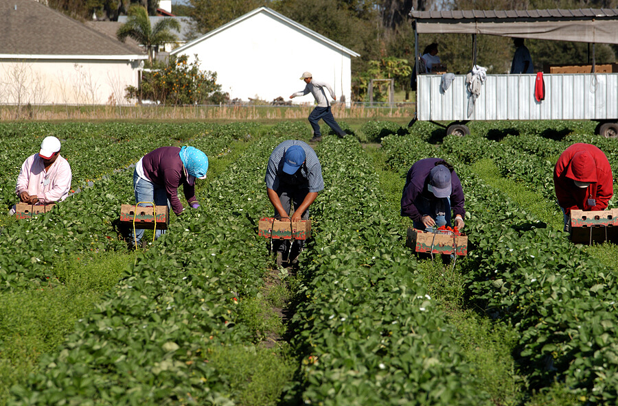 Strawberry Pickers